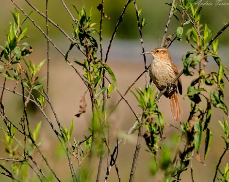 (c) Andres Teran. Santa Victoria Oeste - Salta. 														