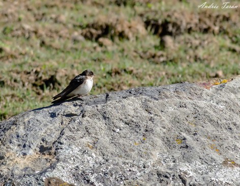 (c) Andres Teran. Santa Victoria Oeste - Salta. 														