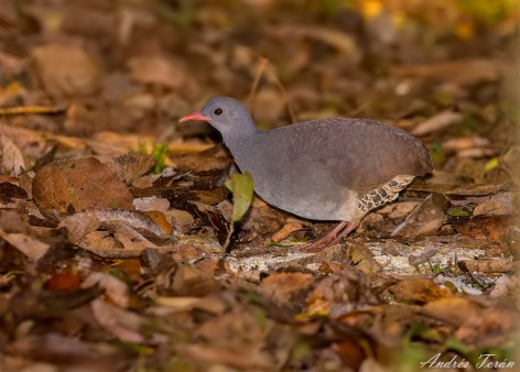 (c) Andres Teran. Reserva Privada San Sebastin de la Selva. 														