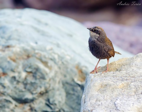(c) Andres Teran.  Santa Victoria Oeste - Salta. 														
