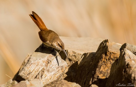 (c) Andres Teran. Santa Victoria Oeste - Salta. 