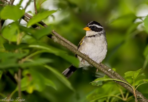(c) Andres Teran. San Francisco - Jujuy. 														