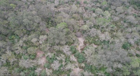 (c) Mariano Odetti. Bosque chaque�o del PN Copo. 														