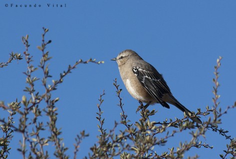(c) Facundo Vital. Calandria mora en Bariloche, Río Negro. 														