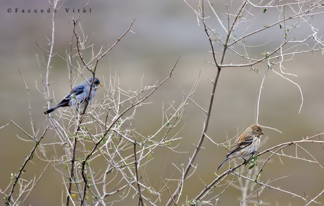 (c) Facundo Vital. Piquito de oro com�n, en PN Lihu� Calel. 