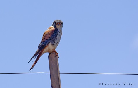 (c) Facundo Vital. . 