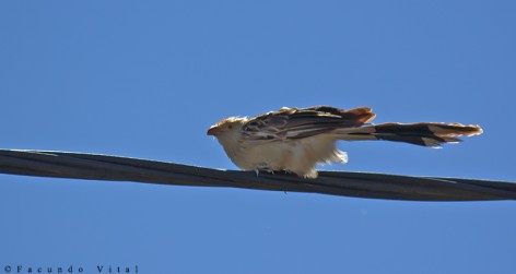 (c) Facundo Vital. . 