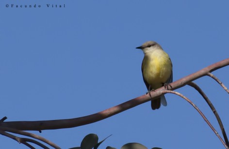 (c) Facundo Vital. . 