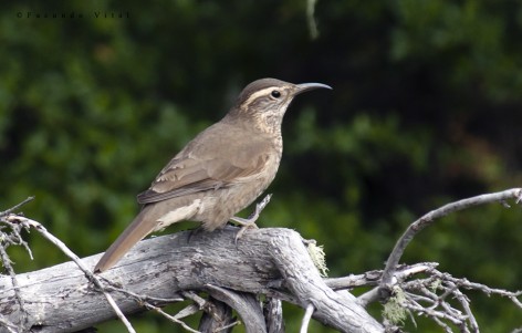 (c) Facundo Vital. . 