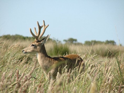 (c) Lorena Perez Carusi. Macho de venado de las pampas en felpa. 														