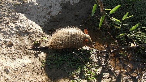 (c) Matas Martinez. Piche llorn. 														