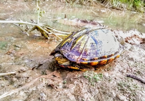 (c) Natalia Sol Alfonso. . 														