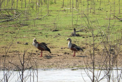 (c) Natalia Sol Alfonso. Ganzo de monte. 														