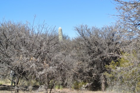 (c) Nicol�s Maioli. Bosque de Churquis. 