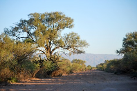 (c) Julio Monguillot. Bosque de Aspidosperma quebracho blanco de la Planicie Occidental. 																																										