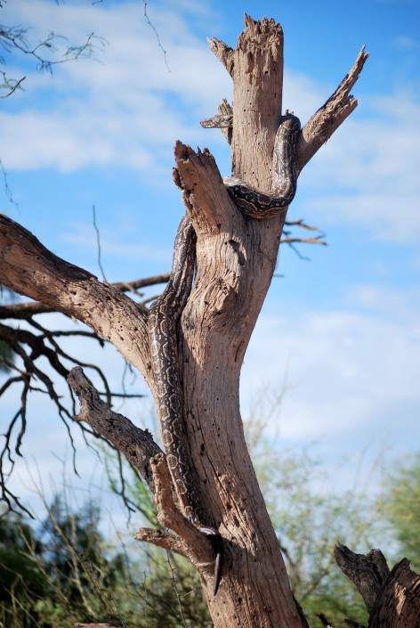 (c) Julio Monguillot. Lampalagua. 																																										