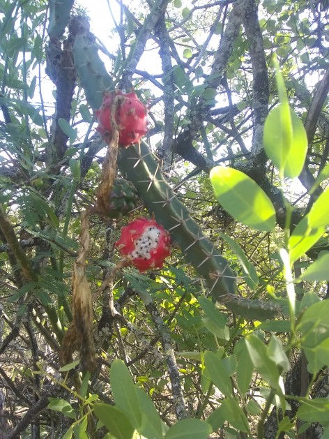 (c) Natalia Sol Alfonso. ulua/pasacana. 														