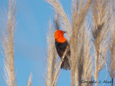 (c) Gonzalo Alves. Federal. 																												