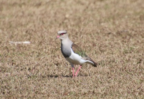 (c) G.C.Mueller. Los Toldos, Provincia de Salta. 														