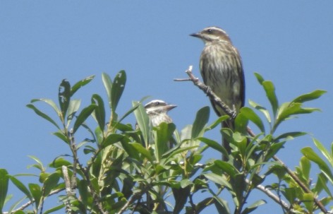 (c) Alejandro Nemec. BENTEVEO RAYADO. 							