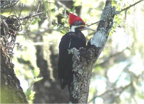 (c) Flavio Moschione. Carpintero negro en el Parque Nacional Copo. Moschione, F.N.  2021. III Monitoreo de Biodiversidad, Unidad de Conservaci�n Copo. Muestreos de Avifauna Parque Nacional y Parque Provincial Copo, Santiago del Estero. Informe del Ejercicio Marzo-Abril 2021. IF-2021-125078104-APN-DRNOA#APNAC