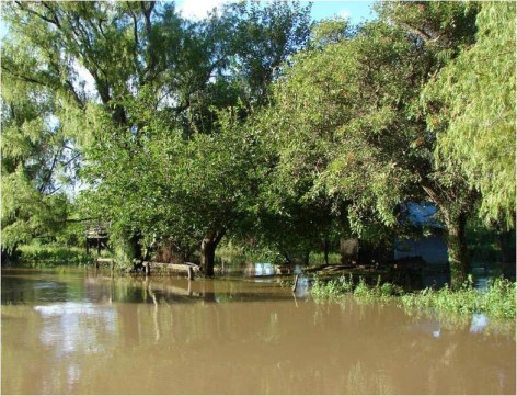 (c) Almir�n et al.. Arroyo Las Mangas, Parque Nacional Pre-Delta. Almir�n, A.; Casciotta, J.; Ciotec, L.; Giorgis, P.; Soneira, P. & F. Ru�z D�az.  2010. Pisces, Gymnotiformes, Hypopomidae, Brachyhypopomus Mago-Leccia, 1994: First country record of three species of the genus, Argentina.  Check List, 6 (4): 572-575. https://www.biotaxa.org/cl/article/view/6.4.572				