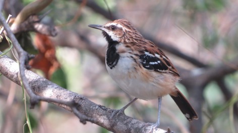 (c) Francisco T�boas. Batar� estriado. 