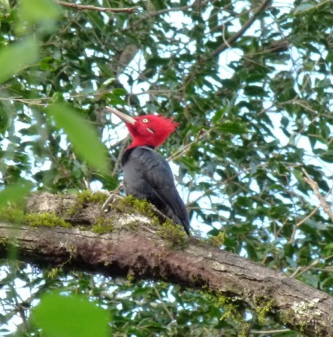 (c) Ricardo Lazarte. Biodivesidad del Parque Nacional Aconquija. 														
