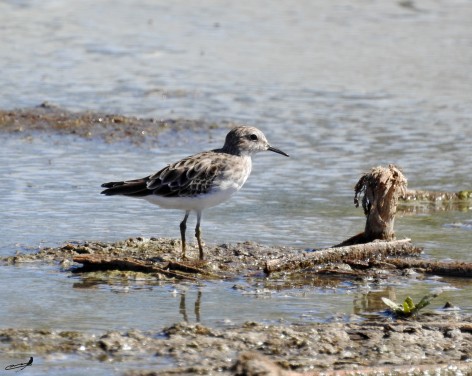(c) Carlos M. Cabrera. . 																								Lavalle, Mendoza.																										