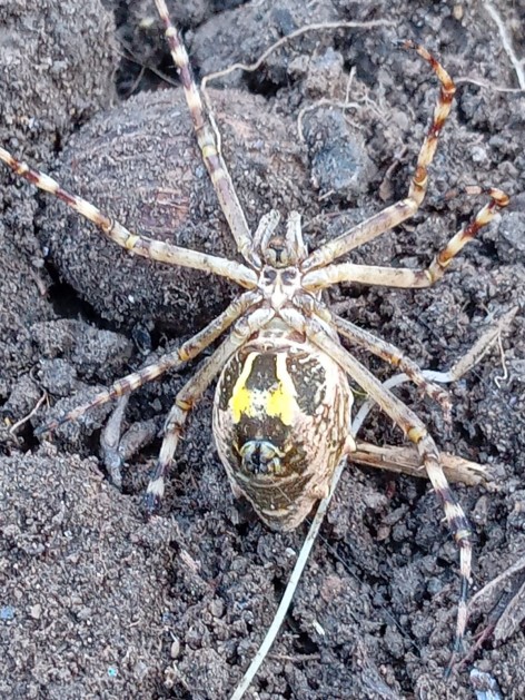 (c) Enrique Anderson. . Ejemplar de Argiope argentata encontrado en el predio de la intendencia del Parque Nacional Aconquija		