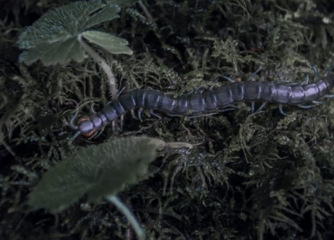 (c) Ricardo Lazarte. Insectos, biodiversidad del Parque Nacional Aconquija. 														