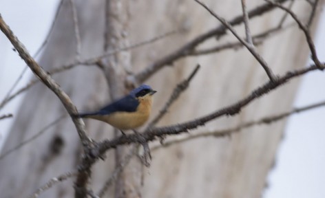 (c) Castillo Soledad y Navarro Maximiliano. SAIRA DE ANTIFAZ. 							