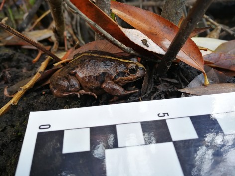 (c) Camilo Rotela. RANA DE CUATRO OJOS. 							