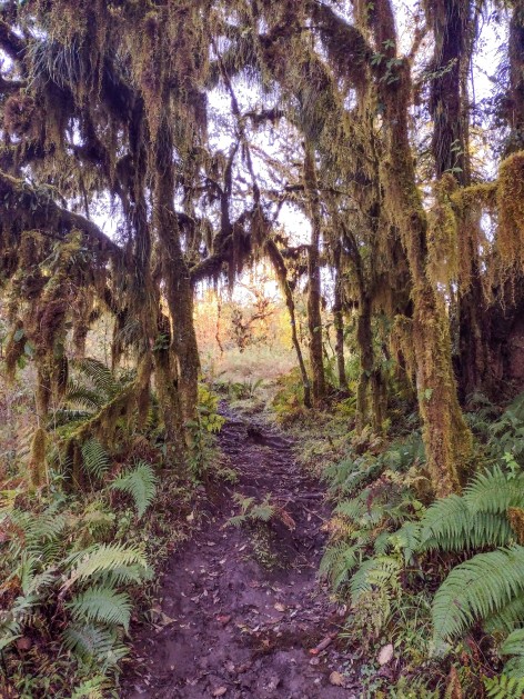 (c) Leonardo Gonzalez. Yungas, senda en el Parque Nacional Cochuna. 														