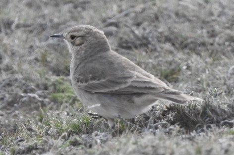 (c) Walker Ian. CAMINERA ESTRIADA. 							