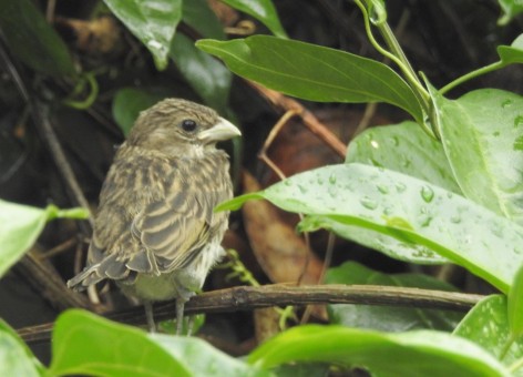 (c) Alejandro Nemec. JILGUERO DORADO. cr�a						