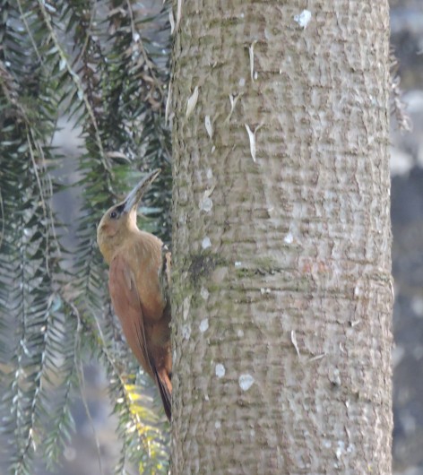 (c) Ricardo Lazarte. TREPADOR GIGANTE. 							