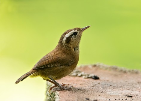 (c) Luis Puebla. Ratona de ceja blanca. 																																																								