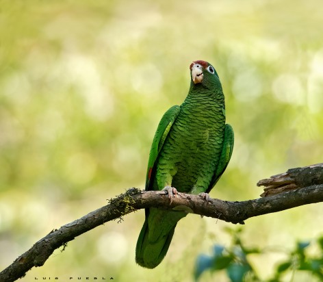 (c) Luis Puebla. Loro alisero. 														