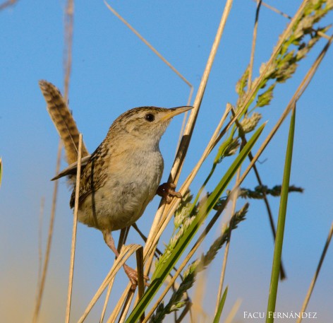 (c) Facundo Fern�ndez. . Ratona aperdizada sobre pastizal												