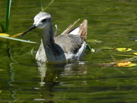 (c) Bronfman, Mara. FALAROPO COM�N. 							