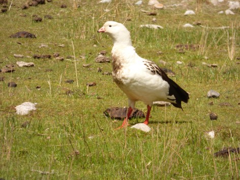 (c) Sergio Moisiuk. Guayata. 														