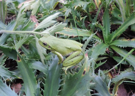 (c) Fernanda Fabbio. rana trepadora cordobesa, rana de las sierras (Boana cordobae). 														