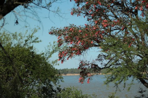 (c) Patricio Carugatti. PN Islas de Santa Fe. 														