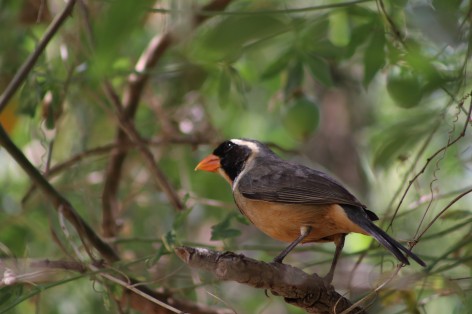 (c) Patricio Carugatti. PEPITERO DE COLLAR. 							