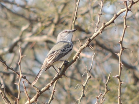 (c) Cavicchia Marcelo. . 														