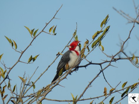 (c) Lorena Sepúlveda Palma. . 																												