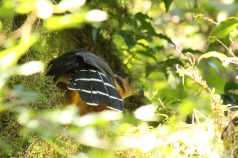 (c) Lo Coco Gast�n. HALCON MONTES GRANDE. 							