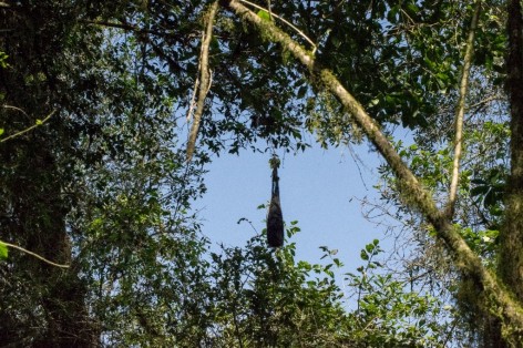 (c) Melanie Rodriguez De La Fuente. BOYERO ALA AMARILLA. Nido colgante de Cacicus chrysopterus