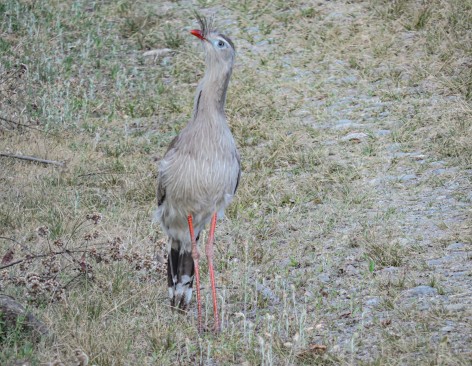 (c) Gonz�lez Leonardo. CHU�A DE PATAS ROJAS. 							